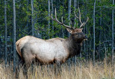 Bull Elk Between Fishing Bridge and Elephant Back.jpg