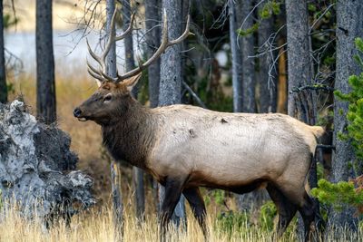 Bull Elk Lakeside.jpg