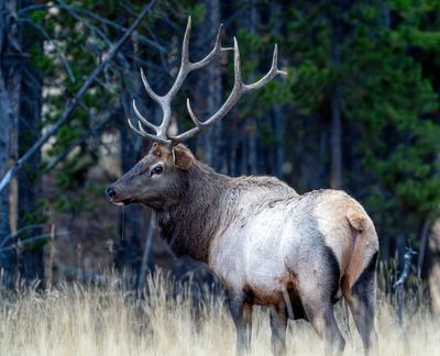 Bull Elk Looking Back at Lake.jpg