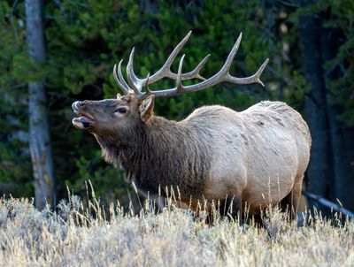 Bull Elk Looking for Love.jpg