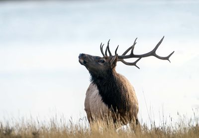 Bull Elk Looking Up.jpg