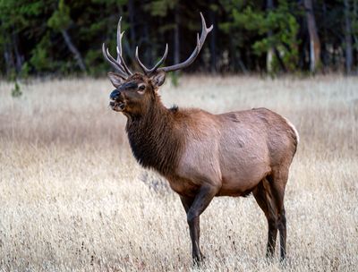 Bull Elk Munching Near Indian Pond.jpg