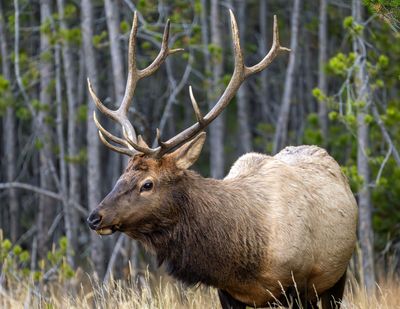 Bull Elk Near Fishing Bridge.jpg