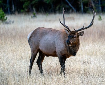 Bull Elk Near Indian Pond.jpg