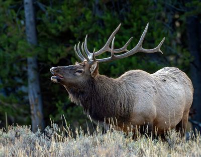 Bull Elk Near Lake Corrals.jpg