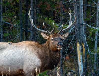Bull Elk Showing his Teeth.jpg