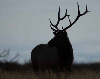 Bull Elk Silhouette.jpg