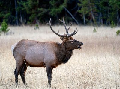 Bull Elk with a Mouthful.jpg