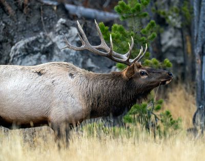 Bull Elk with a Straw.jpg