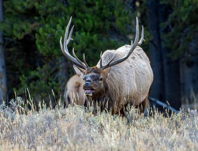 Bull Elk with his Harem.jpg