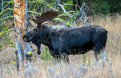 Bull Moose Across the Soda Butte Creek.jpg