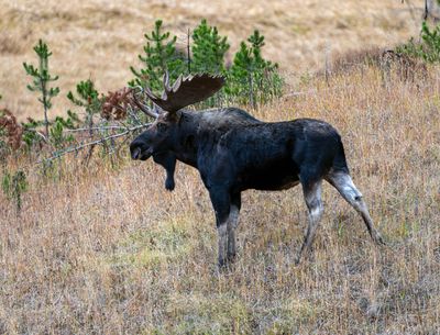 Bull Moose at the Picnic Area.jpg