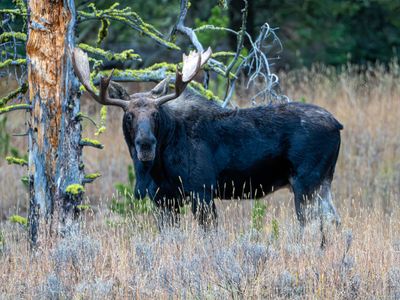 Bull Moose By the Tree.jpg