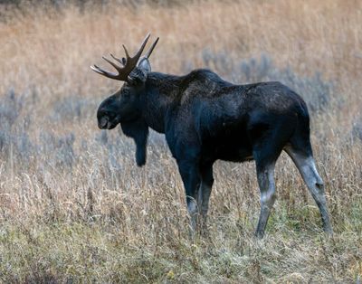 Bull Moose in the Meadow.jpg