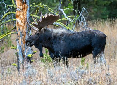 Bull Moose Looking Across the Meadow.jpg