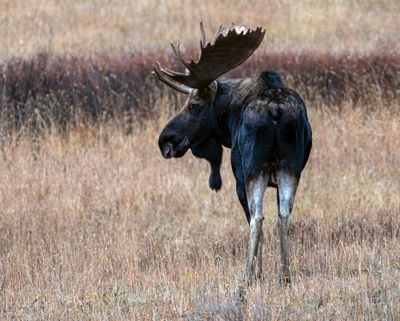 Bull Moose Looking Back.jpg