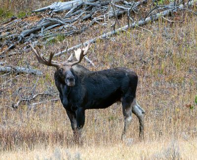 Bull Moose Near Soda Butte Picnic Area.jpg