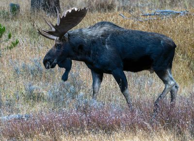 Bull Moose on the Move.jpg