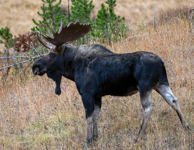 Bull Moose Pose.jpg