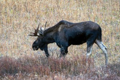 Bull Moose with His Head Down.jpg