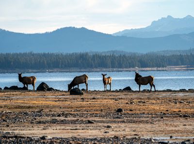Cow Elk at Morning.jpg