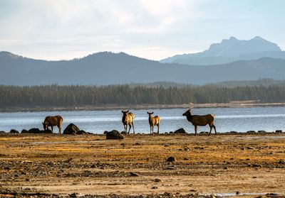 Cow Elk at Yellowstone Lake.jpg