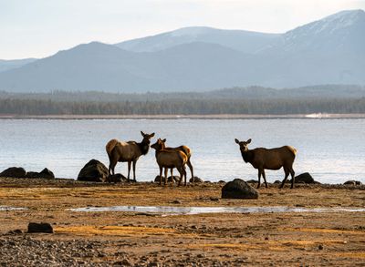 Cow Elk by the Lake at Morning.jpg