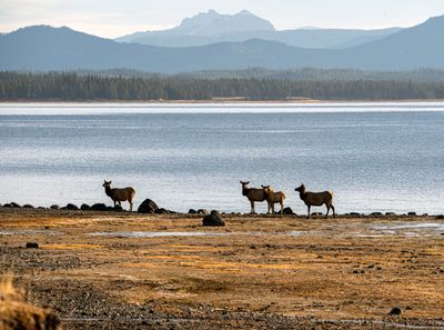 Cow Elk by the Lake.jpg