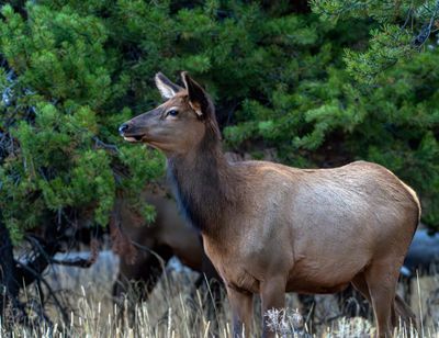 Cow Elk Near Lake.jpg