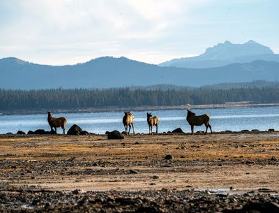 Cow Elk on the Shoreline.jpg