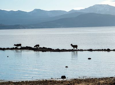 Cow Elk on the Spit.jpg