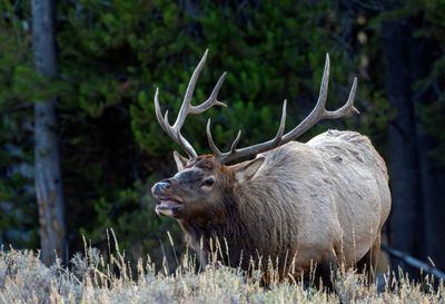 Bull Elk Across from Lake Corral.jpg