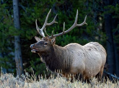 Bull Elk Across from Lake Corrals.jpg