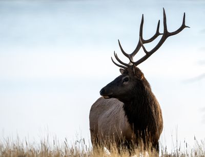 Bull Elk at the Shoreline.jpg