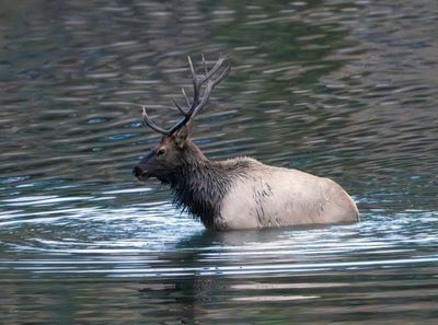 Bull Elk Coming Out of the Water.jpg