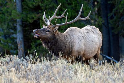 Bull Elk in Heat.jpg