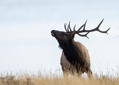 Bull Elk Nose in the Air.jpg