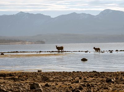 Elk at the Lake Shore.jpg