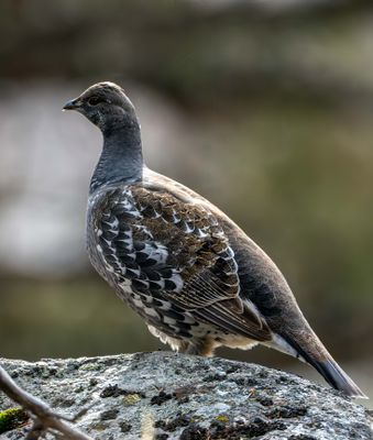 Female Grouse.jpg