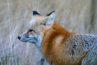 Fox at Fishing Bridge Junction.jpg
