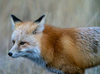 Fox Near Fishing Bridge.jpg