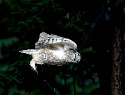Great Horned Owl  Launching.jpg