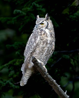 Great Horned Owl at Obsidian Cliff.jpg