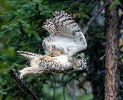 Great Horned Owl in Flight.jpg