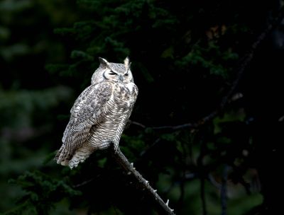 Great Horned Owl Perched.jpg
