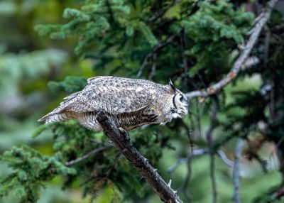 Great Horned Owl Ready to Launch.jpg