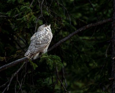 Great Horned Owl Waiting.jpg