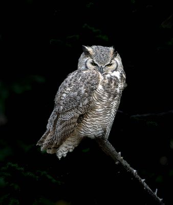 Great Horned Owl Watching for Prey.jpg