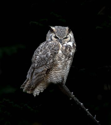 Great Horned Owl with an Eye for Dinner.jpg