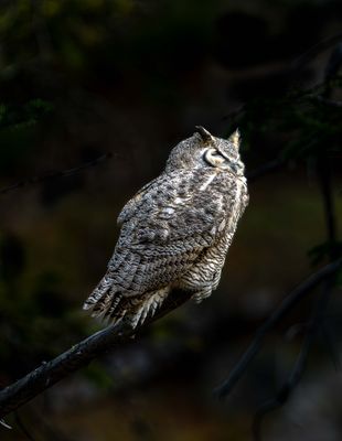 Great Horned Owls